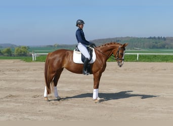 Koń meklemburski, Klacz, 5 lat, 166 cm, Kasztanowata