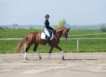 Koń meklemburski, Klacz, 5 lat, 166 cm, Kasztanowata