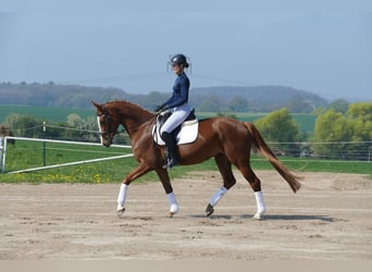Koń meklemburski, Klacz, 5 lat, 166 cm, Kasztanowata