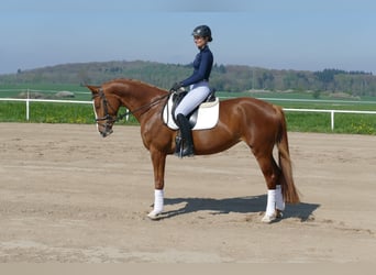 Koń meklemburski, Klacz, 5 lat, 166 cm, Kasztanowata