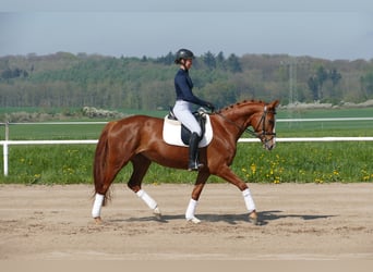 Koń meklemburski, Klacz, 5 lat, 166 cm, Kasztanowata