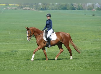 Koń meklemburski, Klacz, 5 lat, 166 cm, Kasztanowata