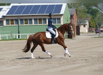 Koń meklemburski, Klacz, 5 lat, 166 cm, Kasztanowata