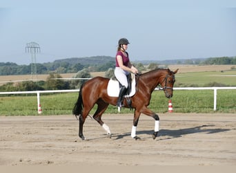 Koń meklemburski, Klacz, 5 lat, 168 cm, Gniada