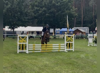 Koń meklemburski, Klacz, 5 lat, 168 cm, Gniada