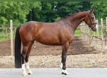 Koń meklemburski, Klacz, 5 lat, 168 cm, Gniada