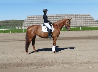Koń meklemburski, Klacz, 5 lat, 170 cm, Kasztanowata