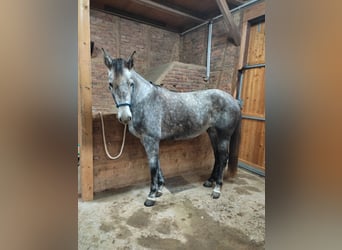 Koń meklemburski, Klacz, 5 lat, 170 cm, Siwa jabłkowita