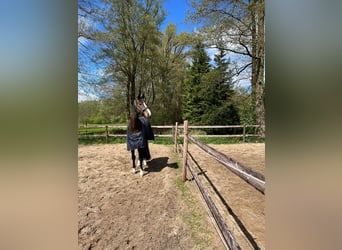 Koń meklemburski, Klacz, 5 lat, 172 cm, Ciemnogniada