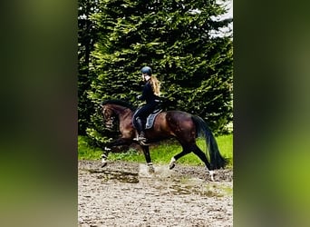 Koń meklemburski, Klacz, 5 lat, 172 cm, Ciemnogniada