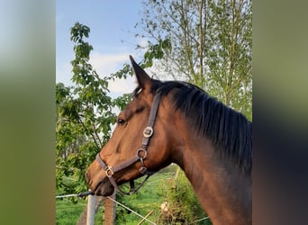Koń meklemburski, Klacz, 5 lat, 172 cm, Gniada
