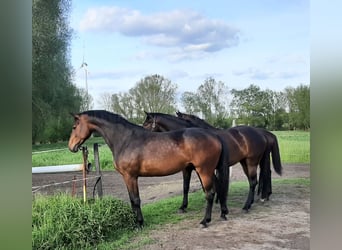 Koń meklemburski, Klacz, 5 lat, 175 cm, Gniada