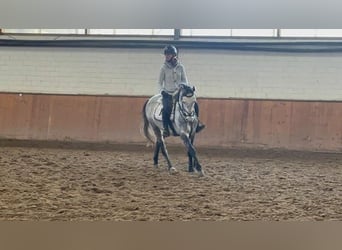 Koń meklemburski, Klacz, 6 lat, 160 cm, Siwa jabłkowita