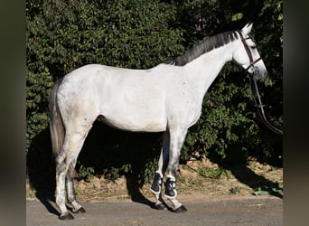 Koń meklemburski, Klacz, 6 lat, 162 cm, Siwa