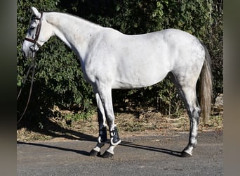 Koń meklemburski, Klacz, 6 lat, 162 cm, Siwa