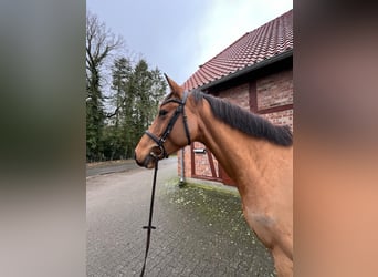 Koń meklemburski, Klacz, 6 lat, 165 cm, Gniada