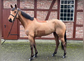 Koń meklemburski, Klacz, 6 lat, 165 cm, Gniada