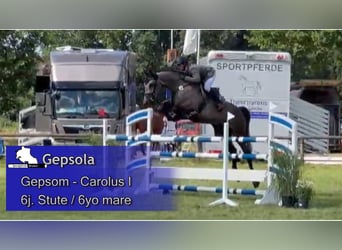 Koń meklemburski, Klacz, 6 lat, 174 cm, Siwa