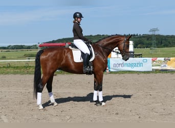 Koń meklemburski, Klacz, 6 lat, 177 cm, Gniada