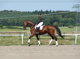 Koń meklemburski, Klacz, 6 lat, 177 cm, Gniada