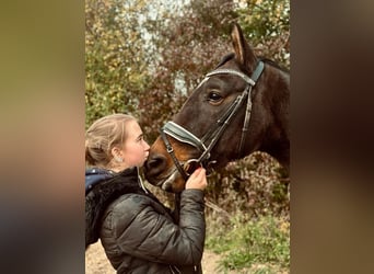 Koń meklemburski, Klacz, 7 lat, 167 cm, Ciemnogniada