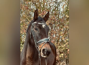 Koń meklemburski, Klacz, 7 lat, 167 cm, Ciemnogniada