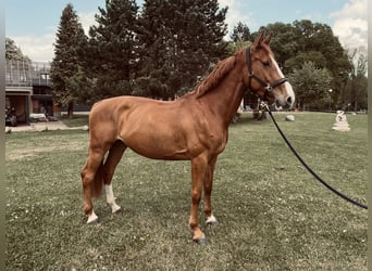 Koń meklemburski, Klacz, 7 lat, 169 cm, Kasztanowata