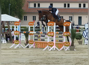 Koń meklemburski, Klacz, 7 lat, 178 cm, Ciemnogniada