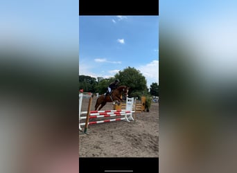 Koń meklemburski, Klacz, 8 lat, 163 cm, Kasztanowata