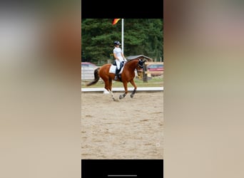 Koń meklemburski, Klacz, 8 lat, 163 cm, Kasztanowata
