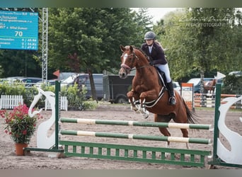 Koń meklemburski, Klacz, 8 lat, 163 cm, Kasztanowata