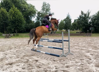 Koń meklemburski, Klacz, 8 lat, 163 cm, Kasztanowata