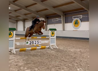 Koń meklemburski, Klacz, 8 lat, 163 cm, Kasztanowata