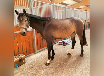 Koń meklemburski, Klacz, 8 lat, 164 cm, Jelenia