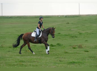 Koń meklemburski, Klacz, 8 lat, 167 cm, Gniada