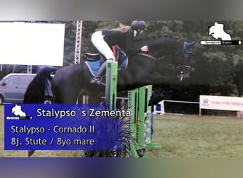 Koń meklemburski, Klacz, 8 lat, 168 cm, Ciemnogniada