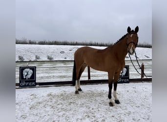 Koń meklemburski, Klacz, 8 lat, 171 cm, Gniada