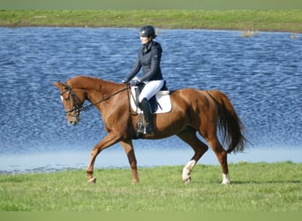 Koń meklemburski, Klacz, 8 lat, 173 cm, Kasztanowata