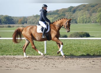 Koń meklemburski, Klacz, 8 lat, 173 cm, Kasztanowata