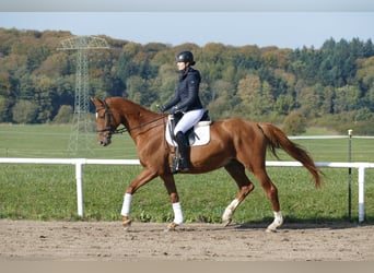 Koń meklemburski, Klacz, 8 lat, 173 cm, Kasztanowata