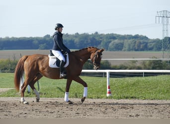 Koń meklemburski, Klacz, 8 lat, 173 cm, Kasztanowata