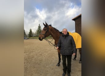 Koń meklemburski, Klacz, 8 lat, 175 cm, Gniada