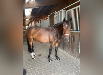 Koń meklemburski, Klacz, 9 lat, 162 cm, Gniada