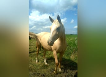 Koń meklemburski, Klacz, 9 lat, 165 cm, Izabelowata