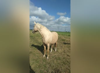 Koń meklemburski, Klacz, 9 lat, 165 cm, Izabelowata
