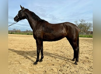 Koń meklemburski, Klacz, 9 lat, 166 cm, Kara