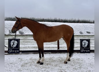 Koń meklemburski, Klacz, 9 lat, 171 cm, Gniada