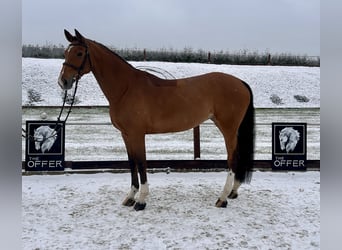 Koń meklemburski, Klacz, 9 lat, 171 cm, Gniada