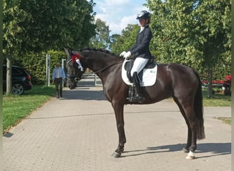 Koń meklemburski, Klacz, 9 lat, 171 cm, Kara