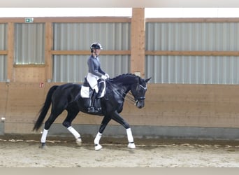 Koń meklemburski, Klacz, 9 lat, 171 cm, Kara